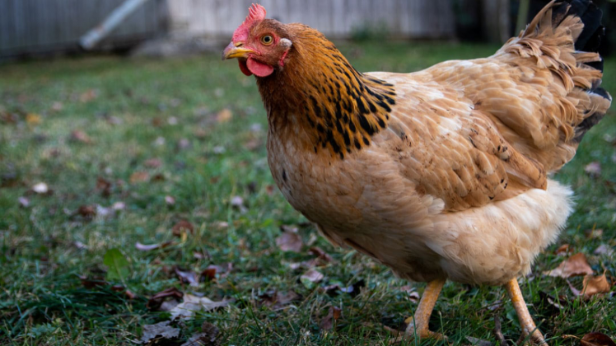 new jersey chicken