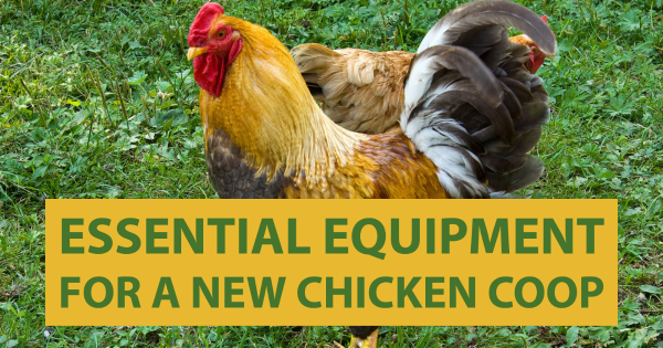 amish chicken coops