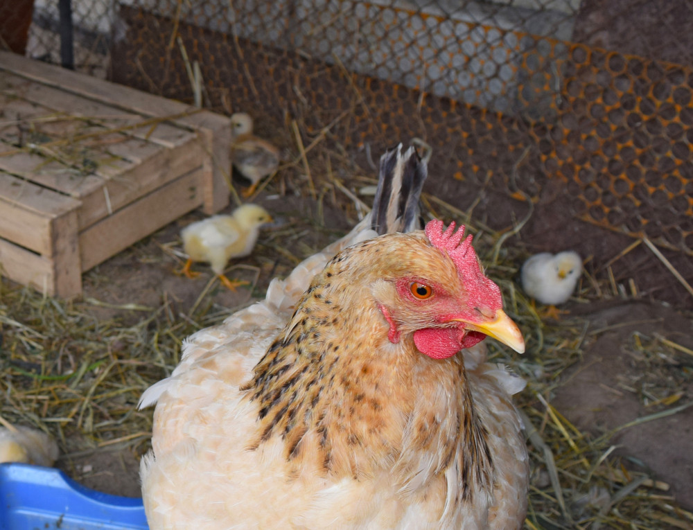 custom chicken coops