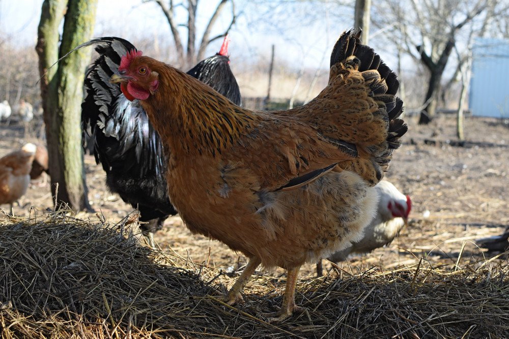 amish chicken coops