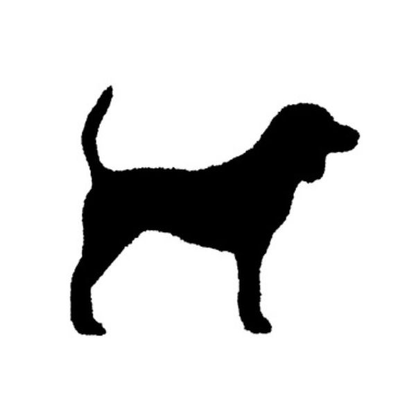 Beagle - 1