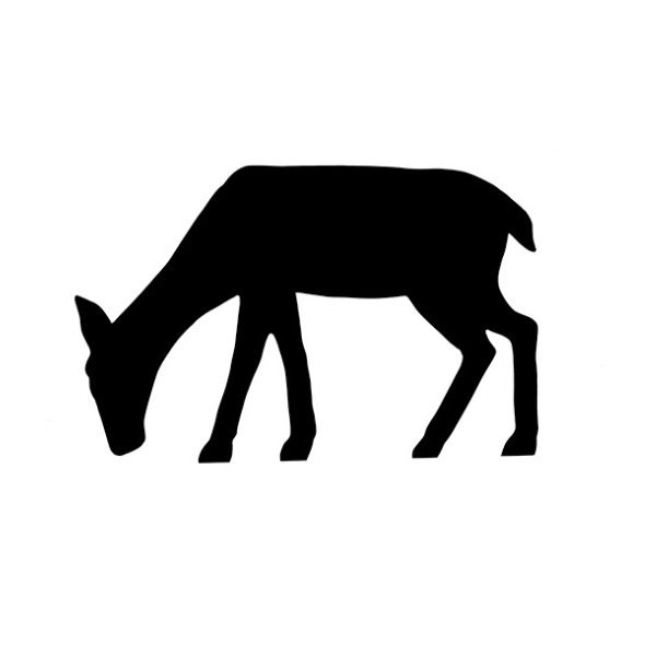 Doe - 1