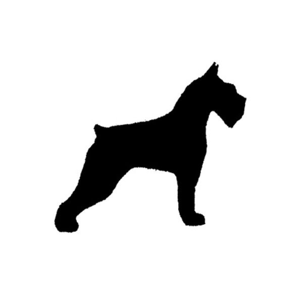 Schnauzer - 1