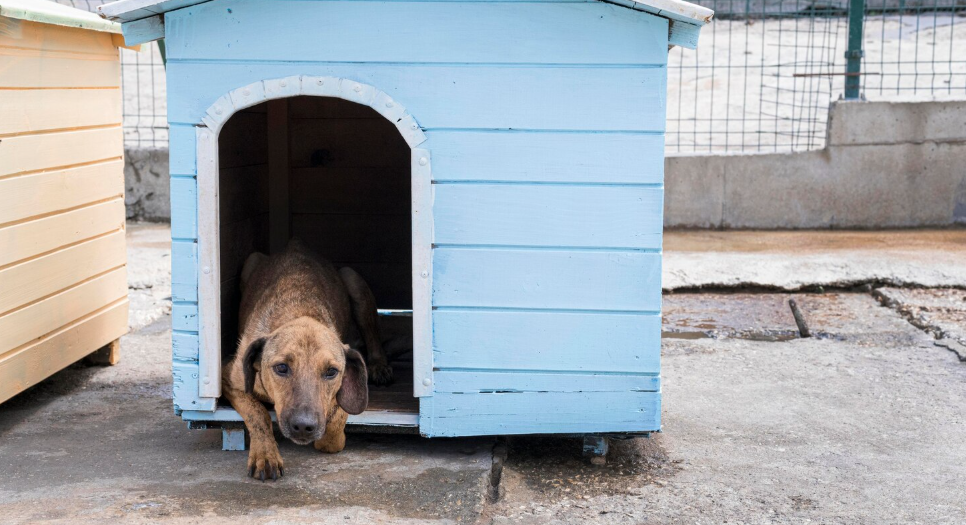 Custom Dog Kennels