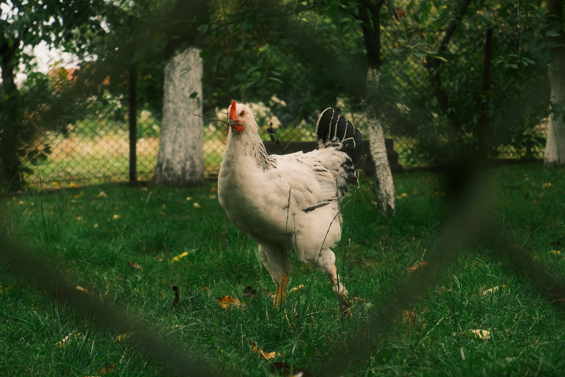 Chicken Coops