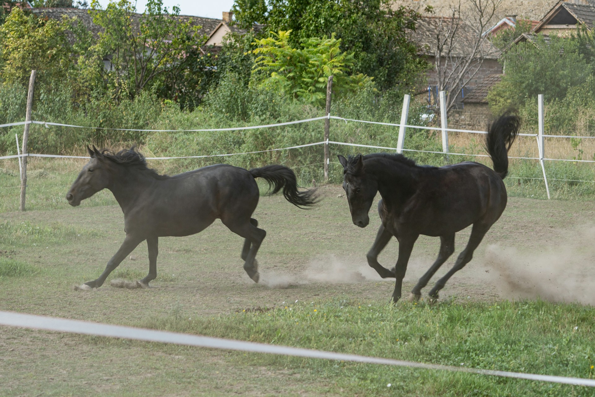 Horse Run-Ins